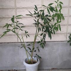 シェフレラ　観葉植物　高さ80センチ
