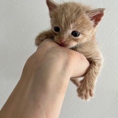 茶トラくん🐱💙