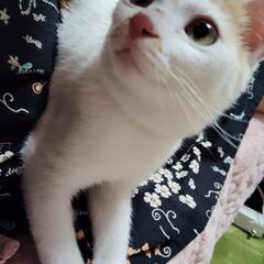 かなりの甘えん坊❣️猫ドリル🩷ゴロンと"お腹さすって〜"とてもカ...