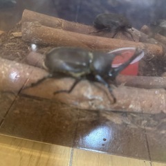 カブトムシ　成虫オス一匹、メス二匹