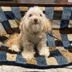 チワプーのチップちゃん　決まりました。 - 犬