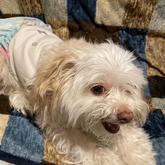 チワプーのチップちゃん　決まりました。 - 日光市