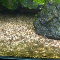 ミナミヌマエビ  30匹500円　2回目の画像