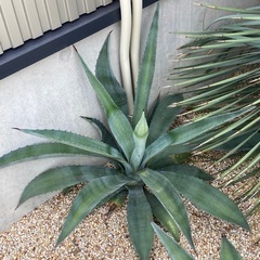 ②アガベ　Agave　アメリカーナ　リュウゼツラン