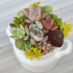 そのまま飾れるミルクタンクの多肉植物