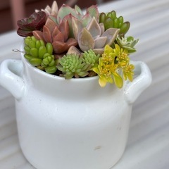 そのまま飾れるミルクタンクの多肉植物の画像