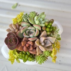 そのまま飾れるミルクタンクの多肉植物の画像