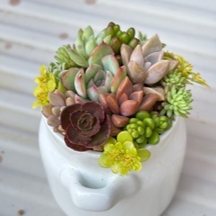 そのまま飾れるミルクタンクの多肉植物の画像