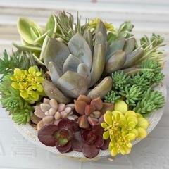 多肉植物寄せ植え⑦の画像