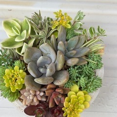 多肉植物寄せ植え⑦の画像