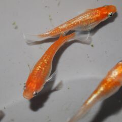 メダカ　完売　レッドクリフ紅白稚魚（１㎝前後）1０匹