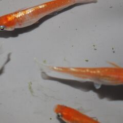 メダカ　完売　レッドクリフ紅白稚魚（１㎝前後）1０匹の画像