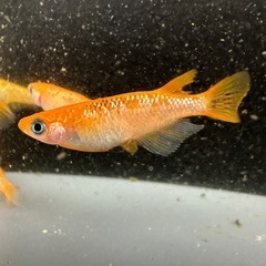 メダカ【夜桜クリアゴールド】若魚　②ペア