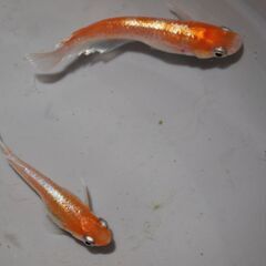 メダカ　完売　レッドクリフ紅白稚魚（１㎝前後）1０匹の画像