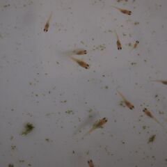 メダカ　完売　レッドクリフ紅白稚魚（１㎝前後）1０匹の画像