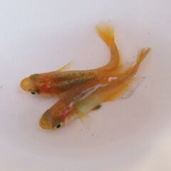 メダカ「レモンスカッシュ」③ 有精卵40個＋α
