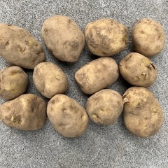 ジャガイモ　じゃがいも　馬鈴薯　ダンシャク　だんしゃく　男爵　2kg