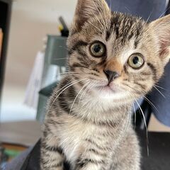 4月6日生まれの可愛い子猫たちの新しい家族を探しています。