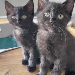 4月6日生まれの可愛い子猫たちの新しい家族を探しています