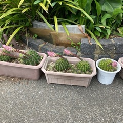 植物•サボテン