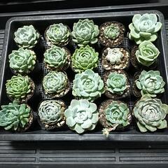 多肉植物　２０ケ　桃太郎　ラブリーローズ　七福美尼　ブルーエルフ...