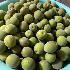 青梅