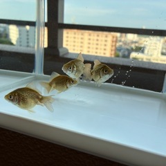 ピンポンパール 金魚 4匹セット