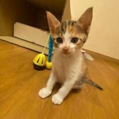 生後1ヶ月の仔猫ちゃんです🎵