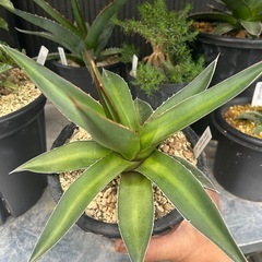 アガベ　ケルチョベイ　　観葉植物　ロックガーデン　ドライガーデン　鉢ごとの画像