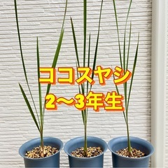 🌴ヤシ 苗木 【ヤシの木 ココスヤシ】 南国風 庭木 植木 シン...
