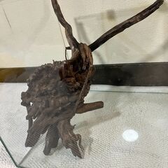 中型流木　熱帯魚