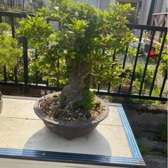 盆栽