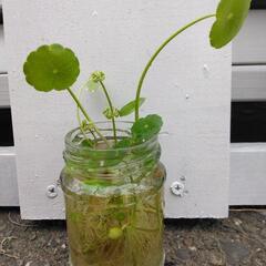 ウォーターコイン🍀①