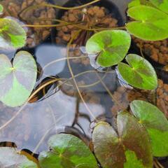 ガガブタひと鉢🍀⑥水草水上葉日除け隠れ家に