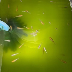 選別漏れレッドクリフ紅白の卵 　 眼玉が発現している卵 60個+αの画像