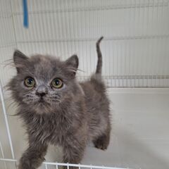 里親募集。純血の子ねこ沢山♪