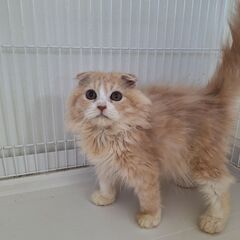 里親募集。純血の子ねこ沢山♪ - 猫