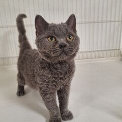 里親募集。純血の子ねこ沢山♪ - 里親募集