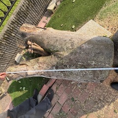 ケヤキ　伐採　木　