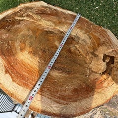 ケヤキ　伐採　木　の画像