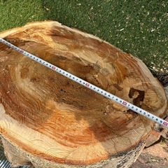 ケヤキ　伐採　木　の画像