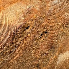 ケヤキ　伐採　木　の画像