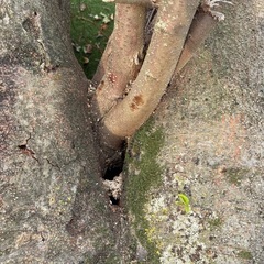 ケヤキ　伐採　木　の画像