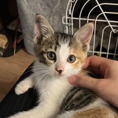 茶々　ふかふかしっぽ　甘えます、　三毛