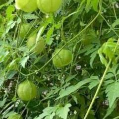 グリーンカーテンにもなる❮フウセンカズラの種❯差し上げますの画像