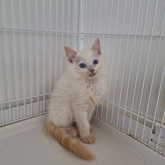 里親募集。純血の子ねこ沢山♪ − 埼玉県