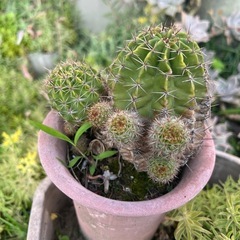 サボテン　観葉植物