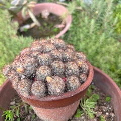サボテン　観葉植物