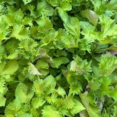 【差し上げます】大葉　苗　青じそ　青紫蘇の画像