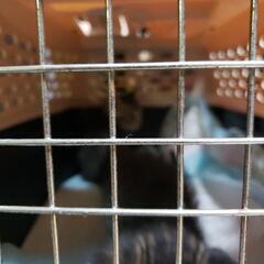 子猫ネコの保護をしてる方宜しくお願い致します。 - 玉野市